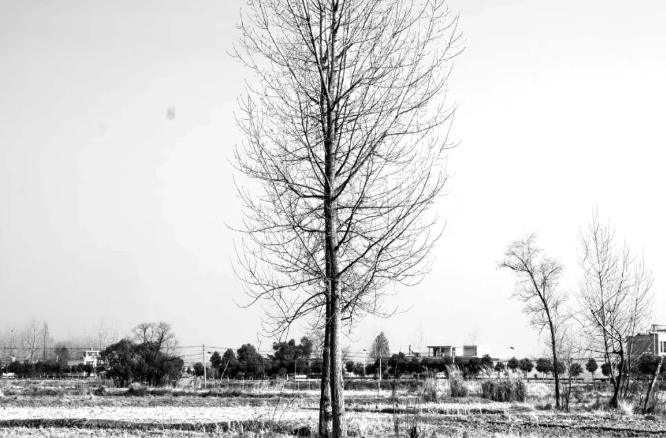 乡村词典——覆盖的图片 乡村词典——覆盖