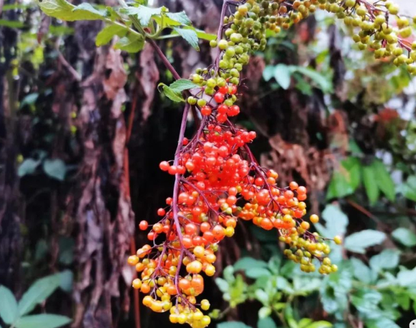 只是在这里的图片 只是在这里