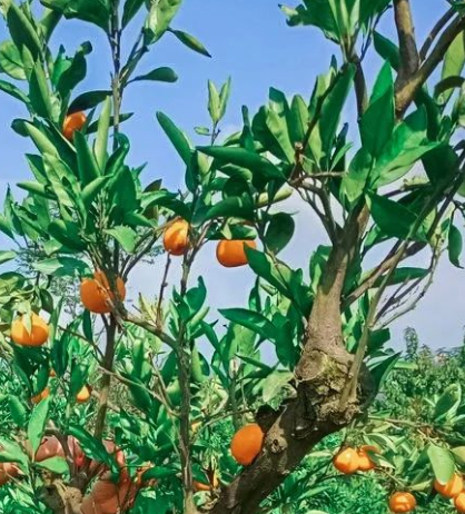 烟雨橘乡花果山的图片 烟雨橘乡花果山