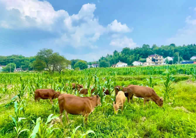 爱死了这人间烟火