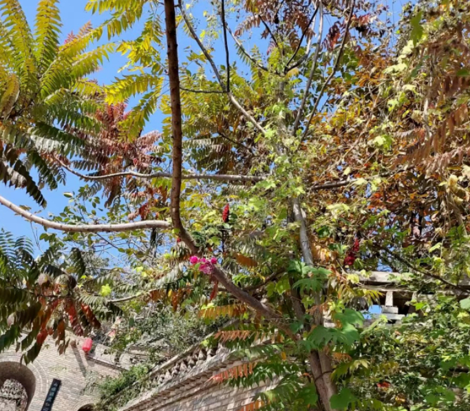 无论朝朝与暮暮的图片 无论朝朝与暮暮