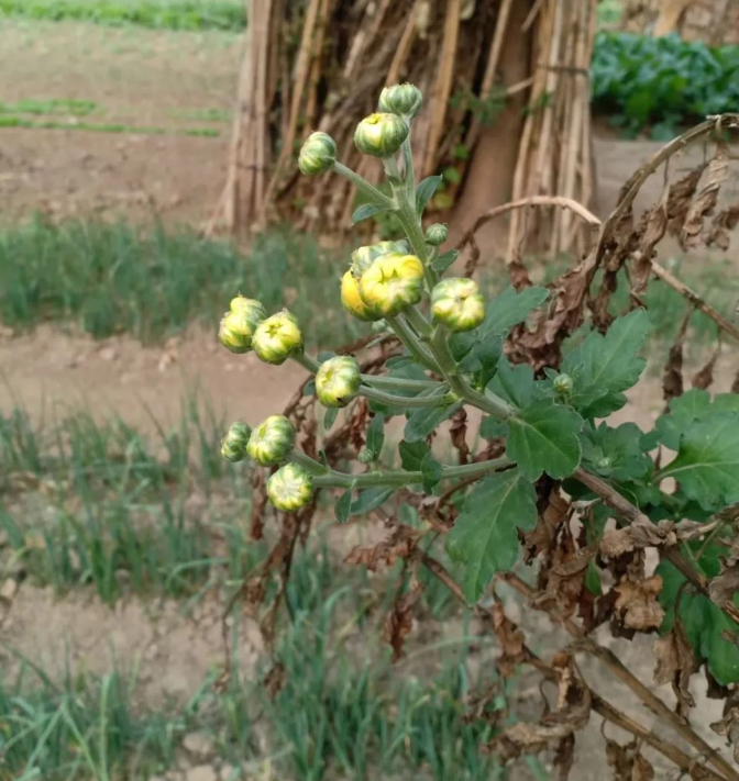 一朵菊花的记忆
