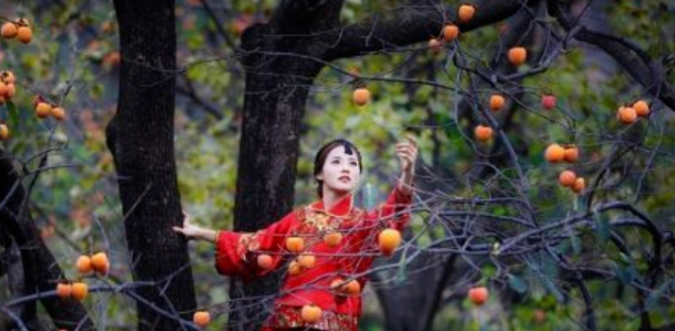 岁岁年年柿柿红的图片 岁岁年年柿柿红