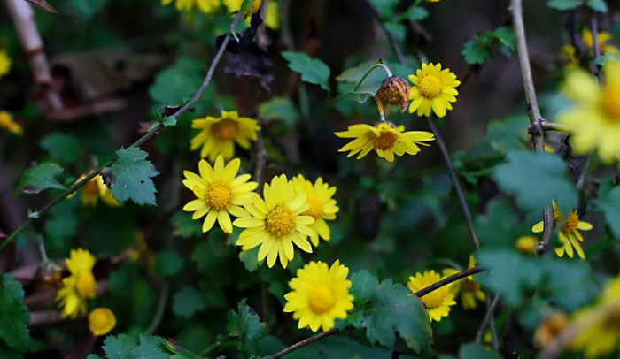 秋赏野菊花的图片 秋赏野菊花