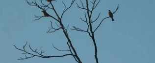 史量才和深秋书的故事