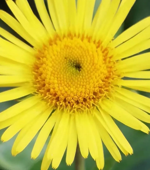 乡居陪伴；母亲的草药之旋覆花