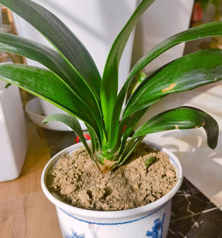 每一天都是良辰吉日