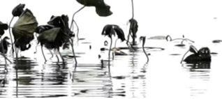 静静地活着,静静地消失的图片 静静地活着,静静地消失