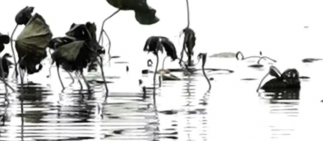 静静地活着，静静地消失