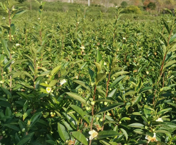 奔驰在青阳冬天里的梅花鹿的图片 奔驰在青阳冬天里的梅花鹿