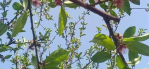 我像三月的桃枝开始发芽