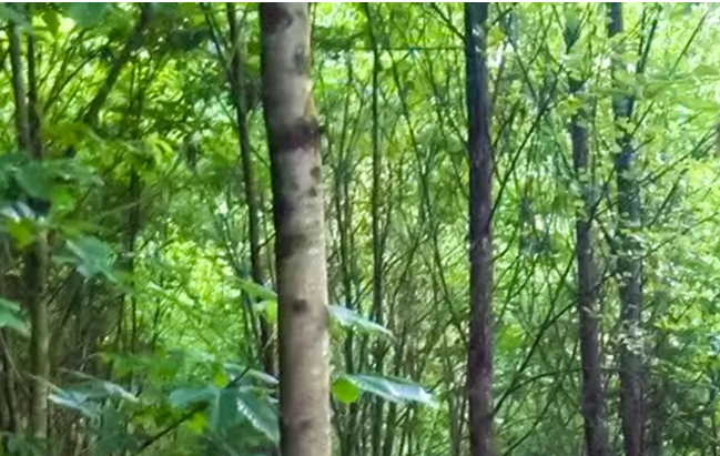 响硐拾遗（八）