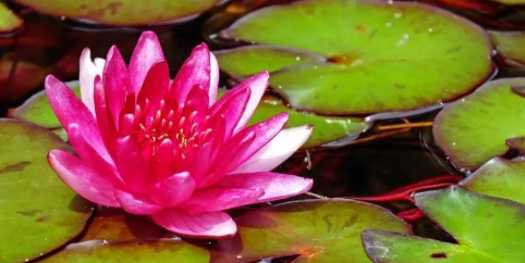 晨起的忧郁的图片 晨起的忧郁