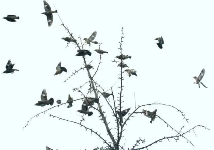 闲叙《徒然草》