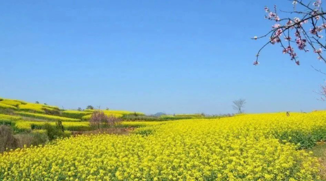 虾子的图片 虾子