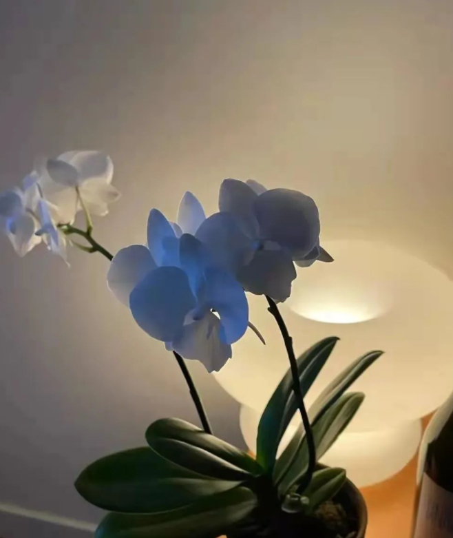 照顾好日子和自己的图片 照顾好日子和自己