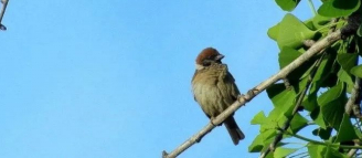 所有的鸟,你都要多爱一点的图片 所有的鸟,你都要多爱一点