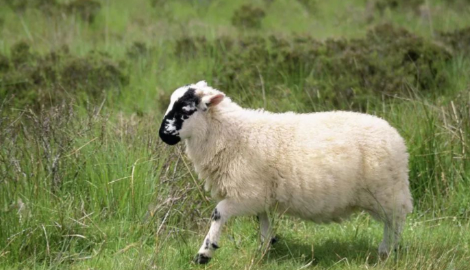 阳康记事的图片 阳康记事