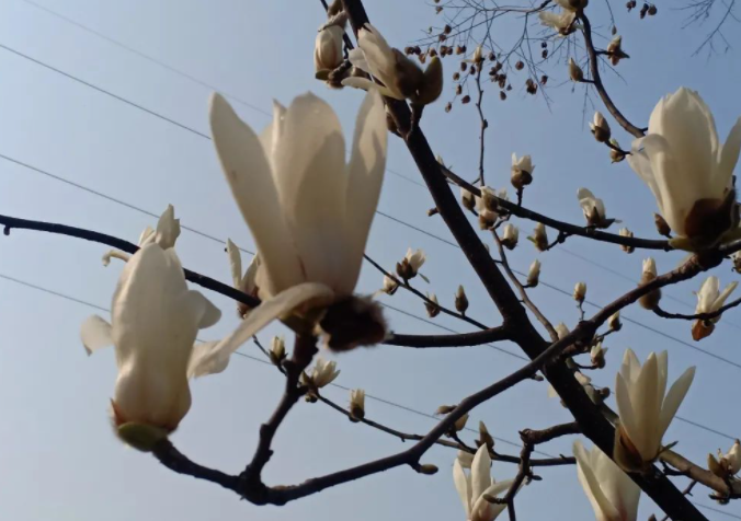 玉兰花有点争艳的意思了。