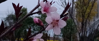 我想，或许是三月在悄悄把我亲吻。