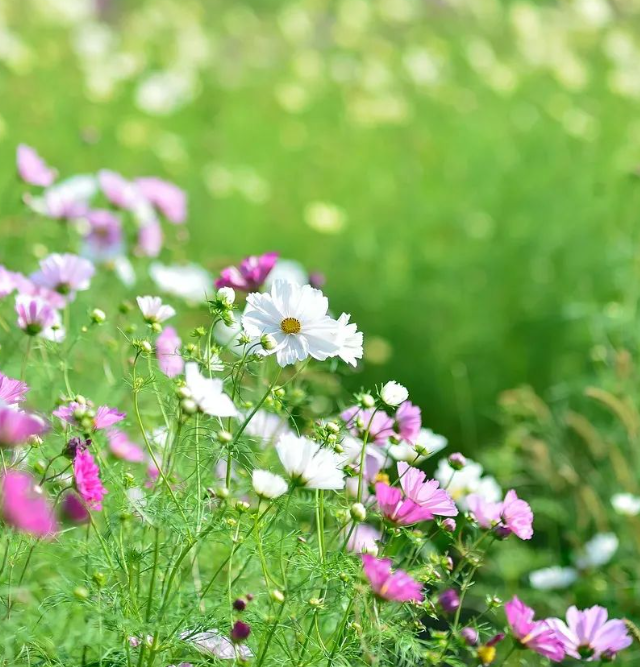 美好生活没有先兆的图片 美好生活没有先兆