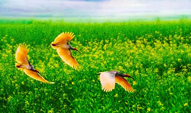 来我的鹮乡吧​