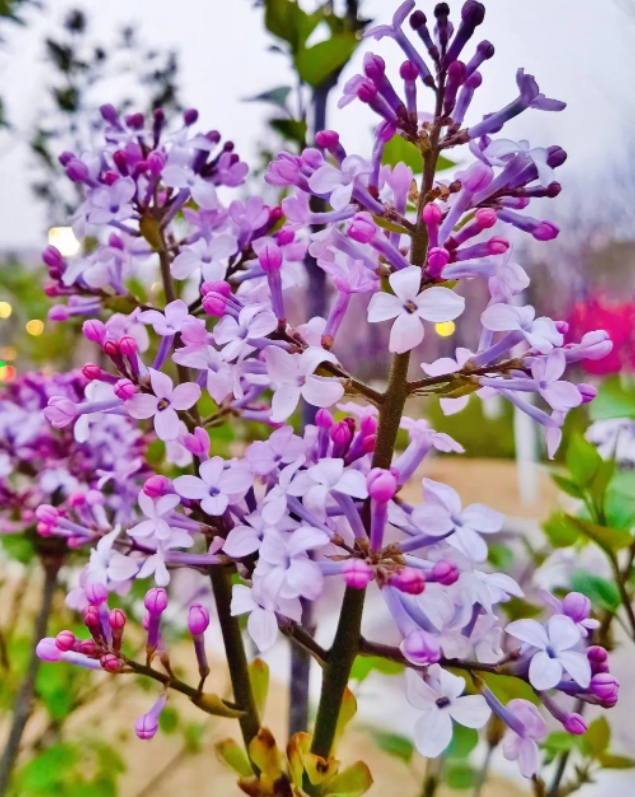 你终究会遇见,属于自己的春天的图片 你终究会遇见,属于自己的春天