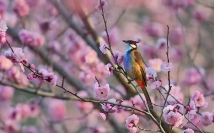 同主题下的诗歌对比教学——以《秋夜将晓出篱门迎凉有感》和《闻官军收河南河北》为例