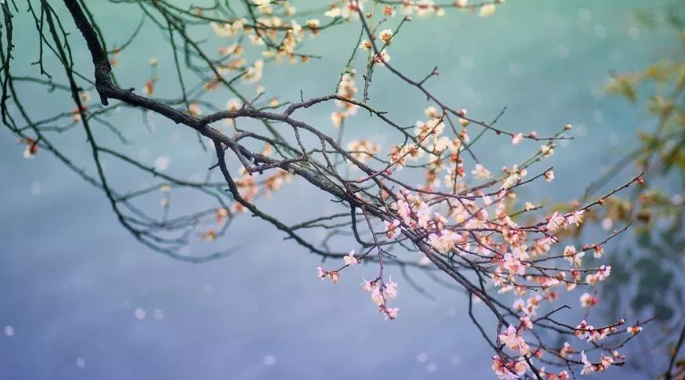 匆匆三月的图片 匆匆三月