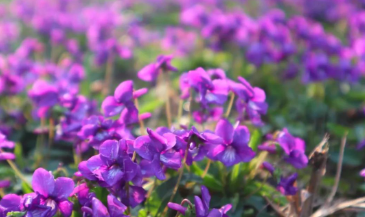 紫花地丁——只因开花太美，忘记是野菜