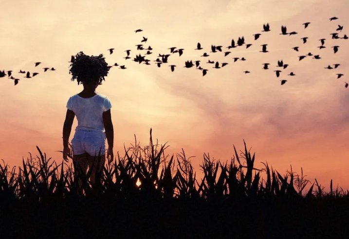 飞越墙头的那只鸡的图片 飞越墙头的那只鸡