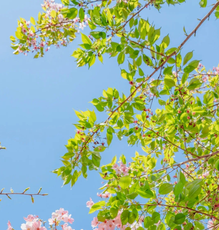 你想要最好的生活,就先让生活,看到最好的你的图片 你想要最好的生活,就先让生活,看到最好的你
