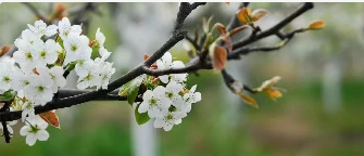 梨花落后清明