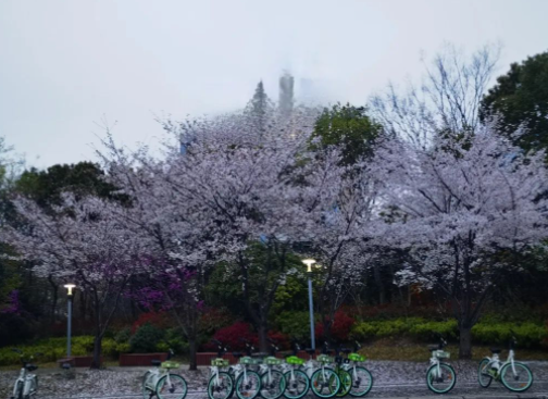 小桃灼灼柳柔柔,春色满江南的图片 小桃灼灼柳柔柔,春色满江南