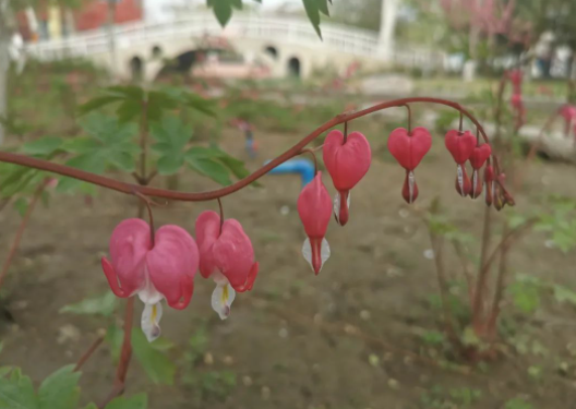 聚焦之美,发现身边的美。的图片 聚焦之美,发现身边的美。