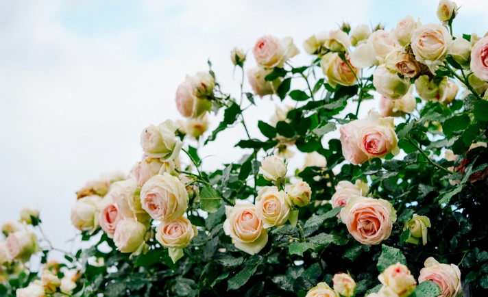 陌生人也在爱着你