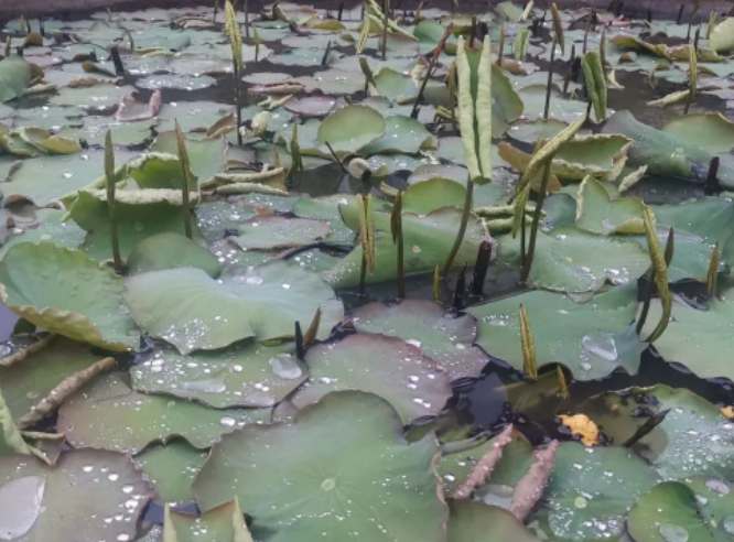 给过天地温暖,春雨会还我们以温情的图片 给过天地温暖,春雨会还我们以温情
