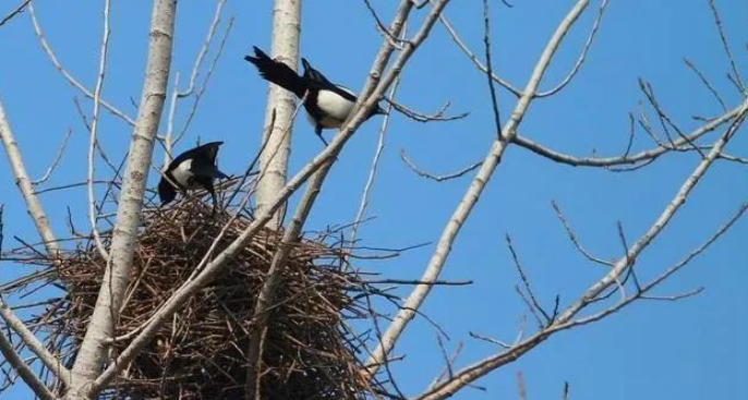 春天的候鸟的图片 春天的候鸟
