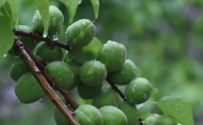 谢谢二弟千里路上,心里念妈。的图片 谢谢二弟千里路上,心里念妈。