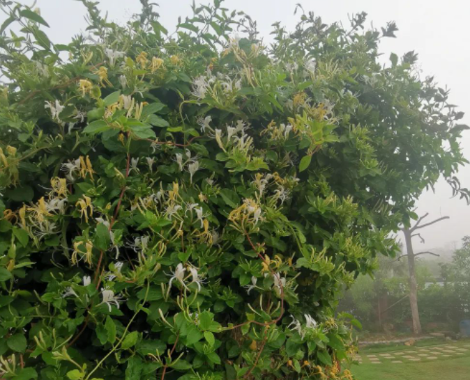 春天,我与中国少年有个美丽的邂逅的图片 春天,我与中国少年有个美丽的邂逅