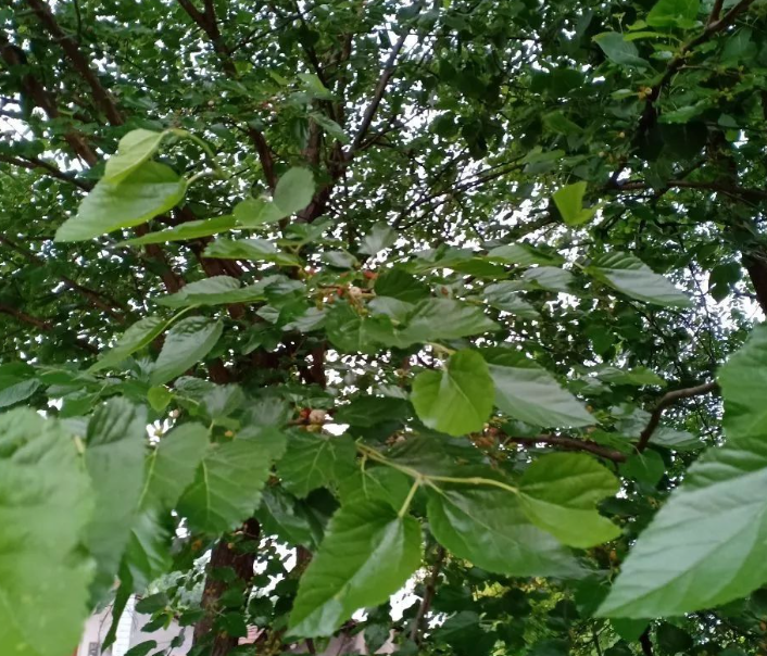 菜地里，幺婆带顶草帽给莴笋秧子浇水。幺爹跟着，亦步亦趋。