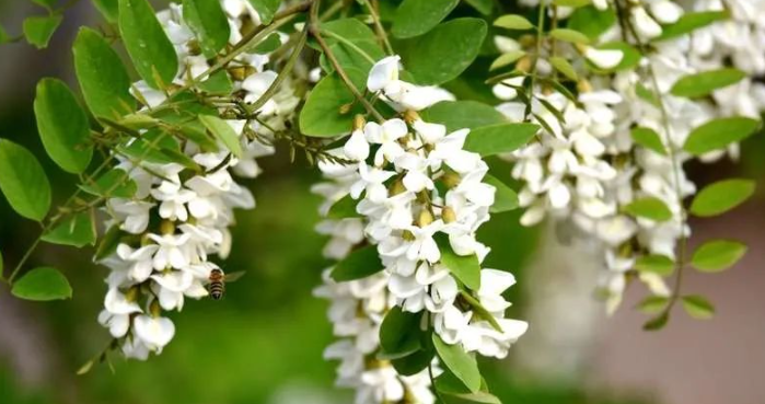 槐花饭的图片 槐花饭