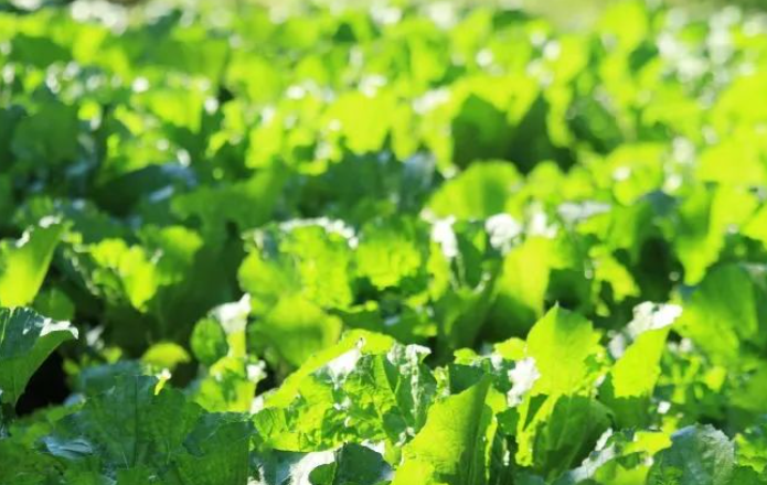 楚地，民间喜悦