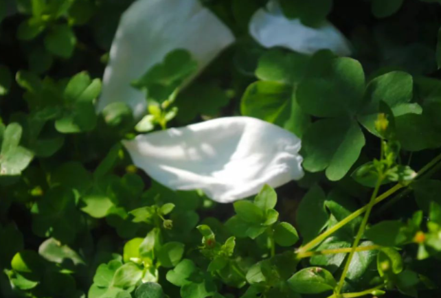 夏天——风吹来蔷薇的香气