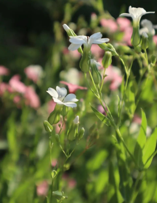 麦蓝菜——你的朴素抵过薰衣草的浪漫的图片 麦蓝菜——你的朴素抵过薰衣草的浪漫