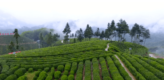 品一杯春天的茶的图片 品一杯春天的茶