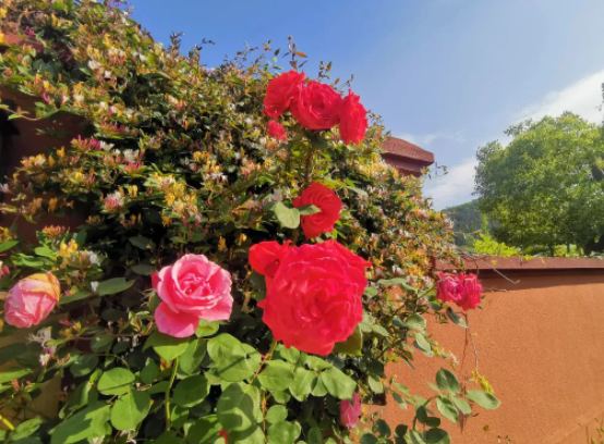 如烟尘埃里淹没掉多少故事呢的图片 如烟尘埃里淹没掉多少故事呢