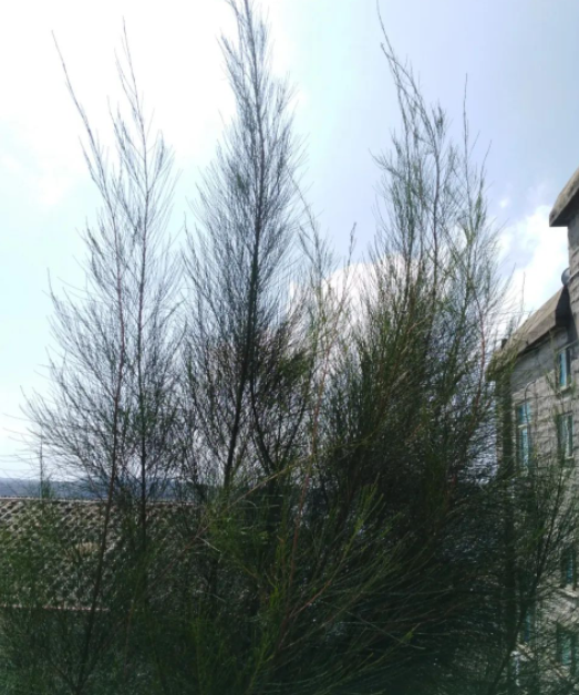 一片飘零的叶，一支飘零的羽毛，一朵飘零的残花。