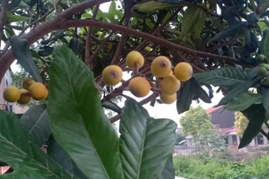 立夏,春去也的图片 立夏,春去也