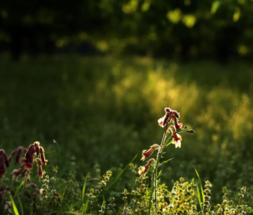 热烈浪漫的夏踩着轰隆隆的雷声来了，万物走入最酣畅淋漓的季节。